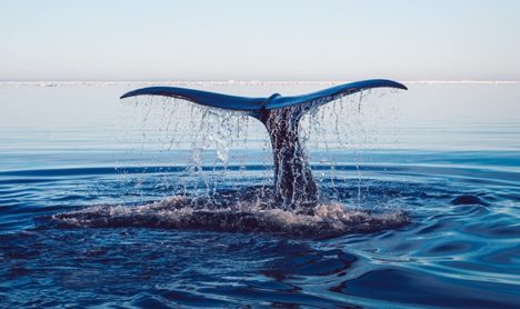 whale-diving-clean-energy